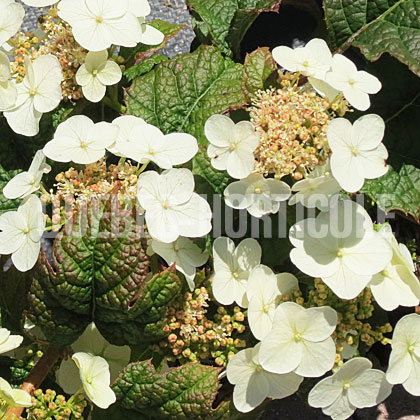 image de Hydrangea quercifolia Ruby Slippers