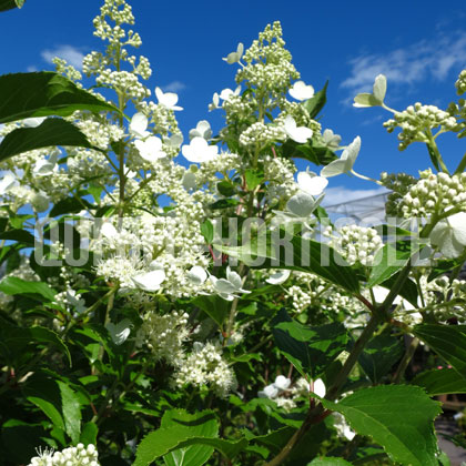 image de Hydrangea paniculata Snow Mountain