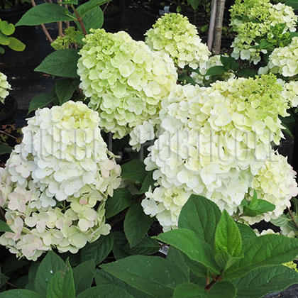 image de Hydrangea paniculata Sundae Fraise