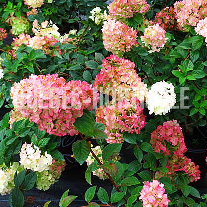 image de Hydrangea paniculata Sundae Fraise