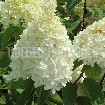 image de Hydrangea paniculata Sweet Summer