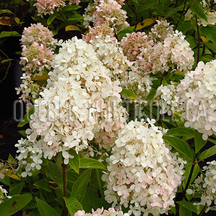 image de Hydrangea paniculata Sweet Summer