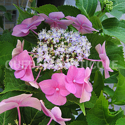 image de Hydrangea macrophylla Teller's Blue