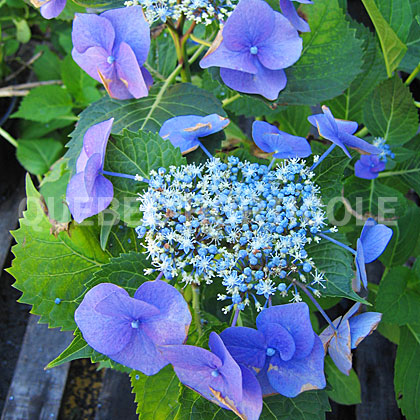 image de Hydrangea macrophylla Teller's Blue