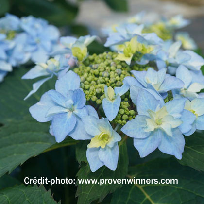 image de Hydrangea serrata Tuff Stuff Ah-Ha®