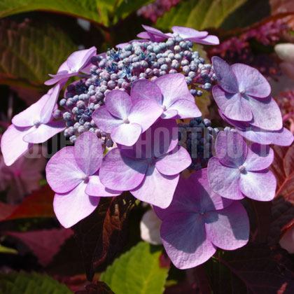 image de Hydrangea macrophylla Twist-n-Shout