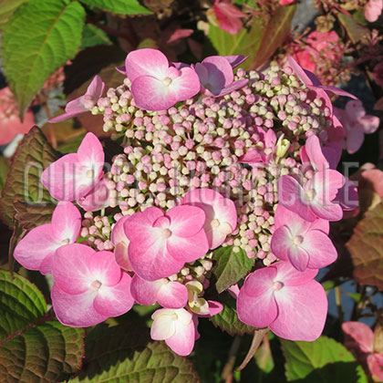 image de Hydrangea macrophylla Twist-n-Shout