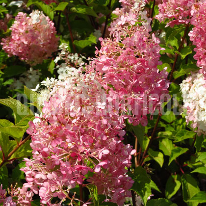 image de Hydrangea paniculata Vanille Fraise