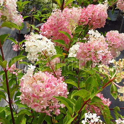 image de Hydrangea paniculata Vanille Fraise