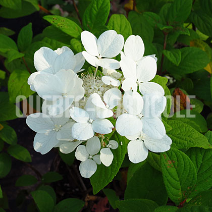 image de Hydrangea paniculata White Diamonds