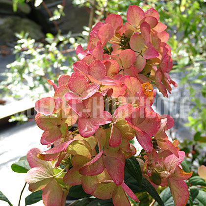 image de Hydrangea paniculata White Diamonds