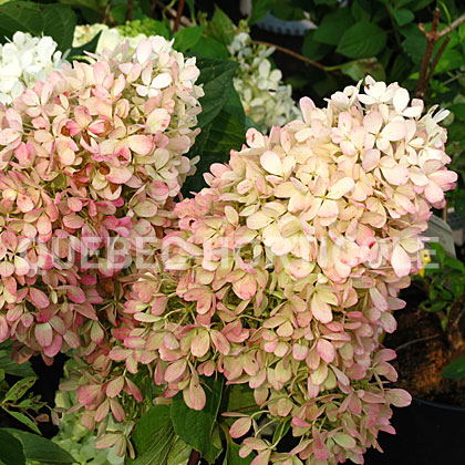 image de Hydrangea paniculata Zinfin Doll®