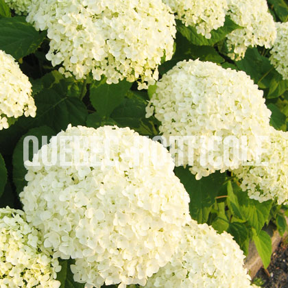 image de Hydrangea arborescens Annabelle