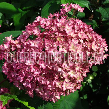 image de Hydrangea arborescens Bella Anna