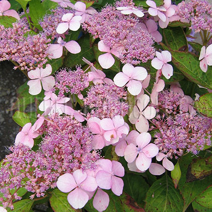 image de Hydrangea serrata Blue Bird