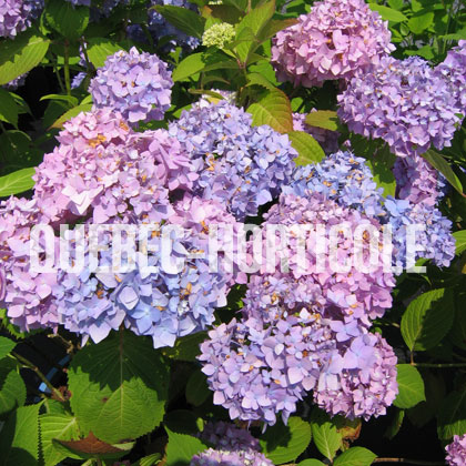 image de Hydrangea macrophylla Endless Summer® The Original