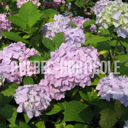 image de Hydrangea macrophylla Nikko Blue