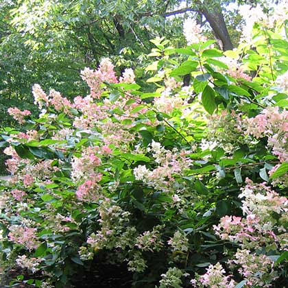 image de Hydrangea paniculata Pink Diamond