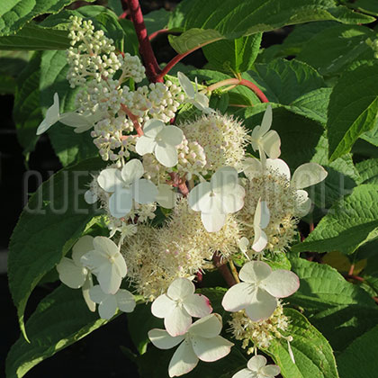 image de Hydrangea paniculata Pink Diamond