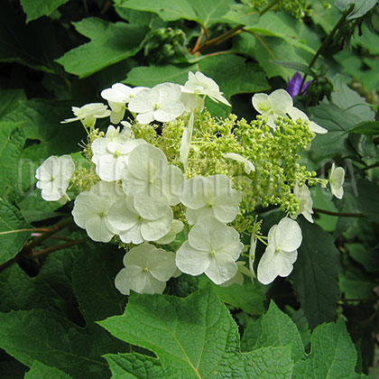 image de Hydrangea quercifolia 