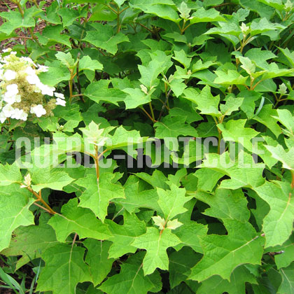 image de Hydrangea quercifolia 