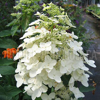 image de Hydrangea paniculata Unique