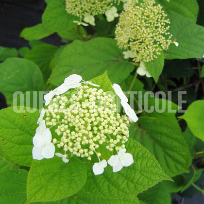 image de Hydrangea arborescens White Dome