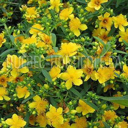 image de Hypericum kalmianum 