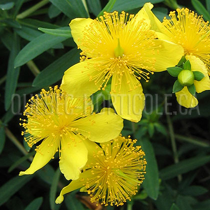 image de Hypericum kalmianum 