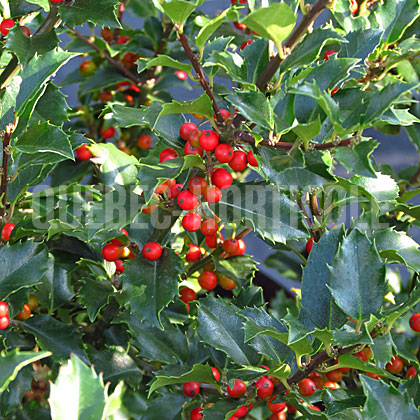 image de Ilex x meserveae Blue Princess