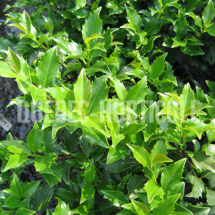 image de Ilex x meserveae Blue Boy