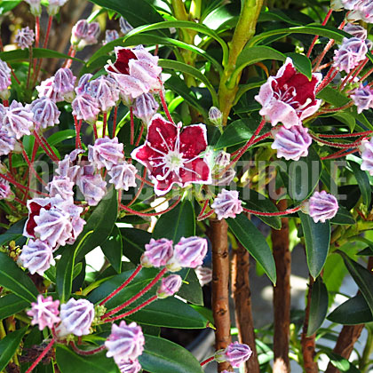 image de Kalmia latifolia Starburst