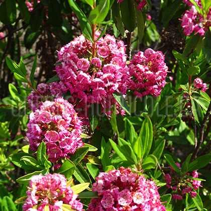 image de Kalmia angustifolia 