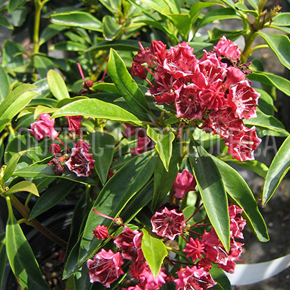 image de Kalmia latifolia Kaleidoscope