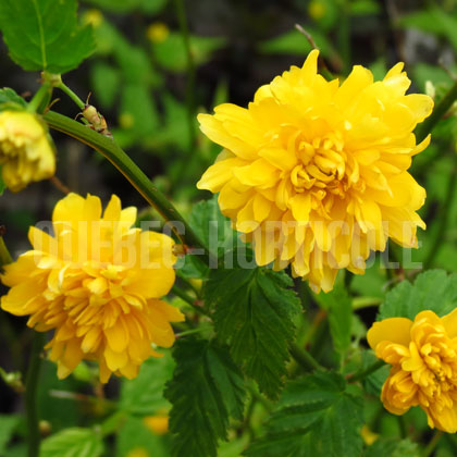 image de Kerria japonica Pleniflora