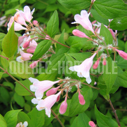 image de Kolkwitzia amabilis Pink Cloud