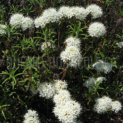 image de Rhododendron groenlandicum (Ledum groenlandicum) 