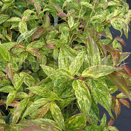 image de Leucothoe fontanesiana Rainbow