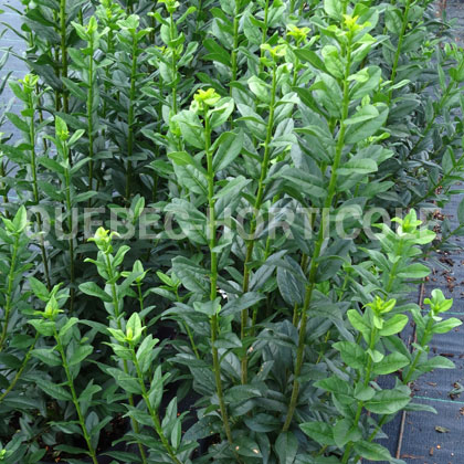 image de Ligustrum vulgare Straight Talk™