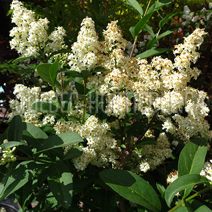 image de Ligustrum vulgare Lodense