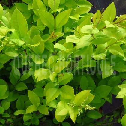 image de Ligustrum x vicaryi 