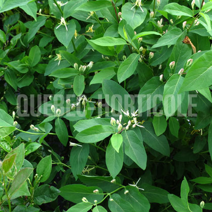 image de Lonicera korolkowii Abbotsford