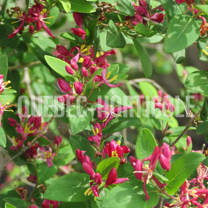 image de Lonicera Honey Rose