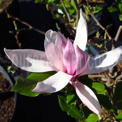 image de Magnolia Susan