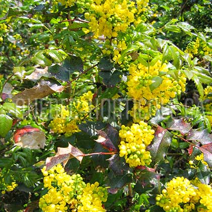 image de Mahonia aquifolium 