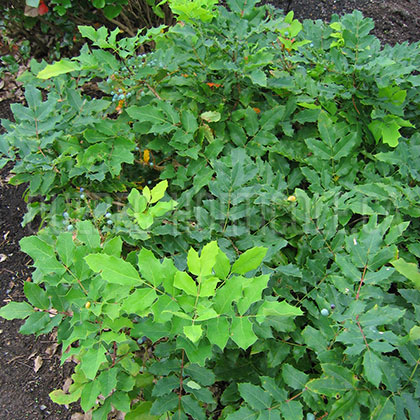 image de Mahonia repens 