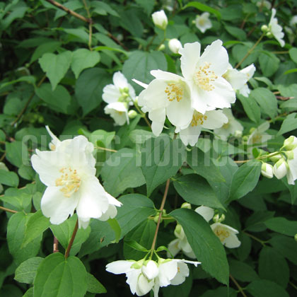 image de Philadelphus lewisii Blizzard