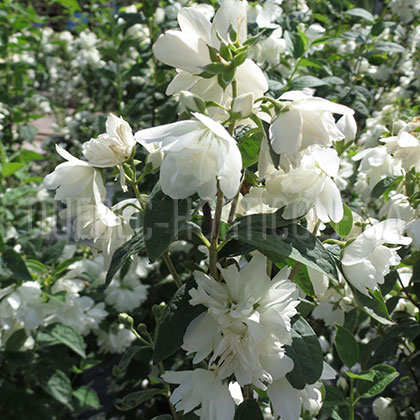 image de Philadelphus Snowbelle