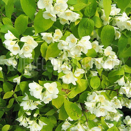 image de Philadelphus coronarius Aureus