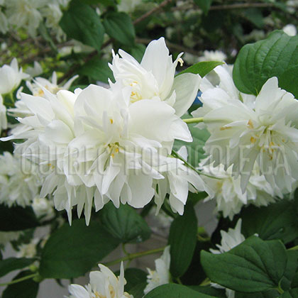 image de Philadelphus Minnesota Snowflake